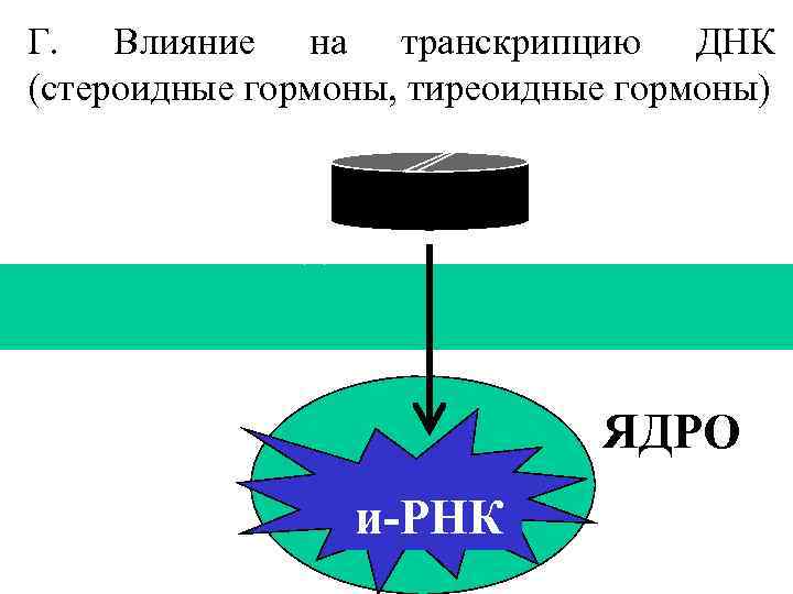 Г. Влияние на транскрипцию ДНК (стероидные гормоны, тиреоидные гормоны) ЯДРО и-РНК 