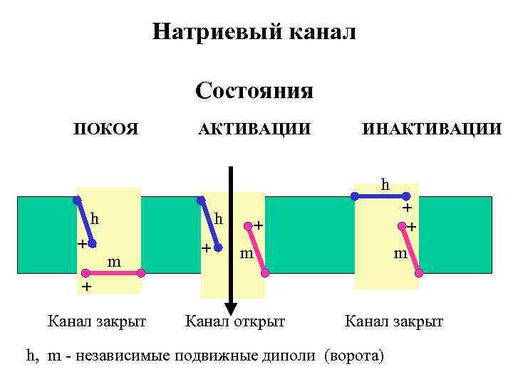 Натриевый канал Состояния ПОКОЯ АКТИВАЦИИ ИНАКТИВАЦИИ h h + h m + + m