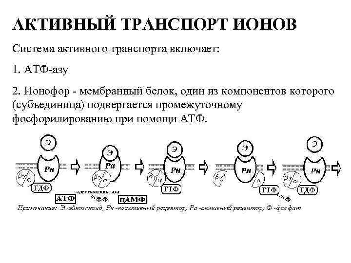 АКТИВНЫЙ ТРАНСПОРТ ИОНОВ Система активного транспорта включает: 1. АТФ-азу 2. Ионофор - мембранный белок,