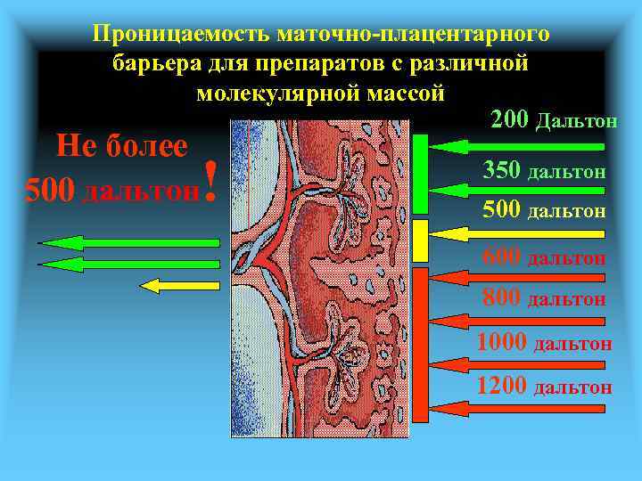 Проницаемость маточно-плацентарного барьера для препаратов с различной молекулярной массой 200 Дальтон Не более 500