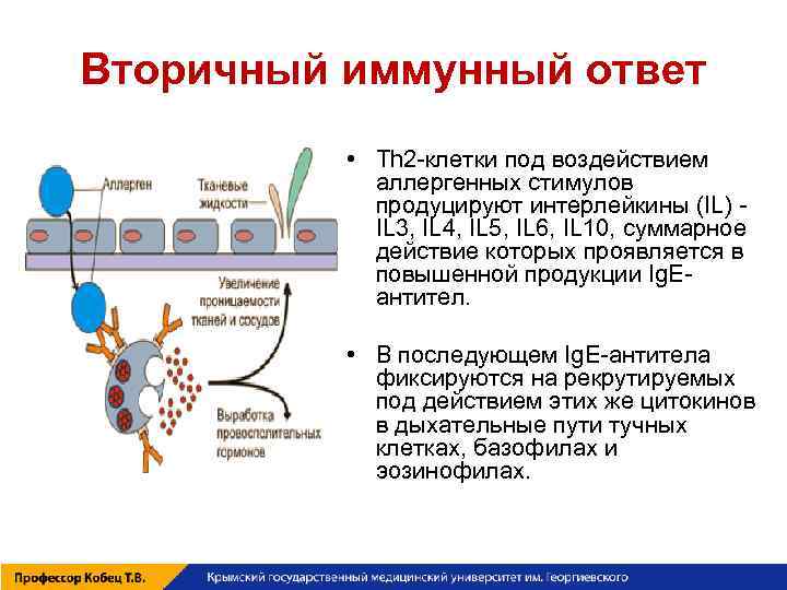 Первичный иммунный ответ схема