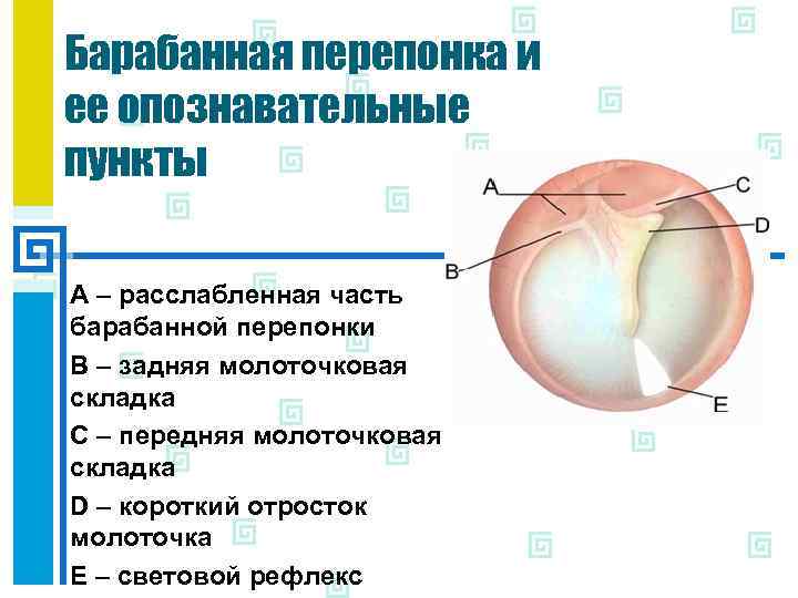 Квадранты барабанной перепонки рисунок