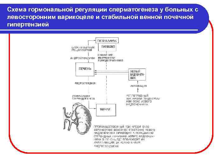Схема гормональной регуляции сперматогенеза у больных с левосторонним варикоцеле и стабильной венной почечной гипертензией