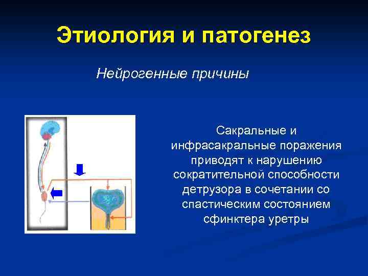 Этиология и патогенез Нейрогенные причины Сакральные и инфрасакральные поражения приводят к нарушению сократительной способности