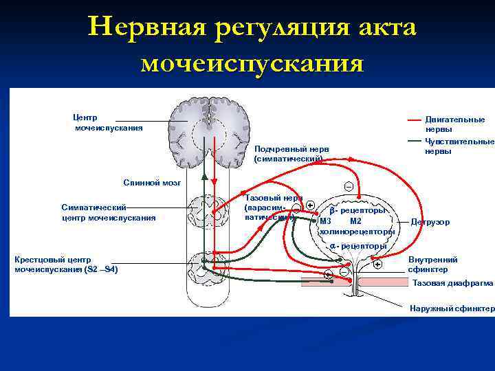 Нервная регуляция схема