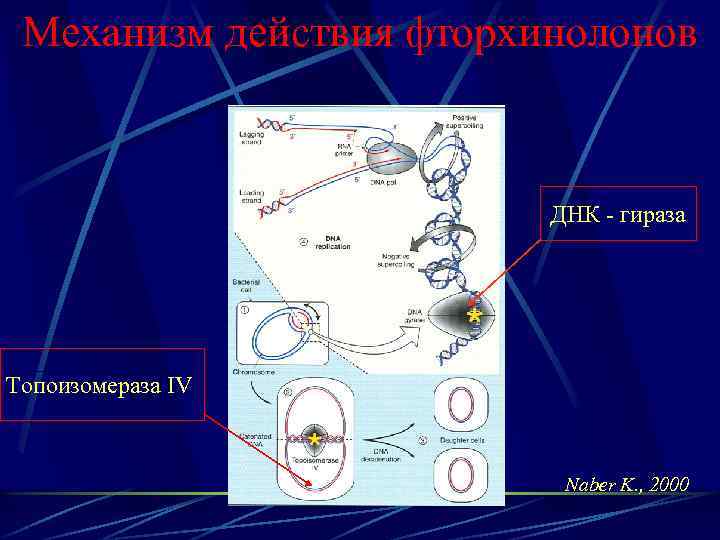 Механизм действия фторхинолонов ДНК - гираза Топоизомераза IV Naber K. , 2000 