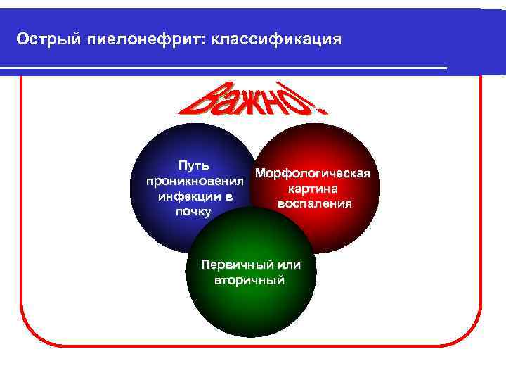 Острый пиелонефрит: классификация Путь Морфологическая проникновения картина инфекции в воспаления почку Первичный или вторичный