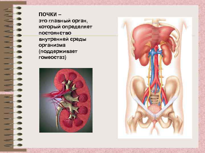 ПОЧКИ – это главный орган, который определяет постоянство внутренней среды организма (поддерживает гомеостаз) 