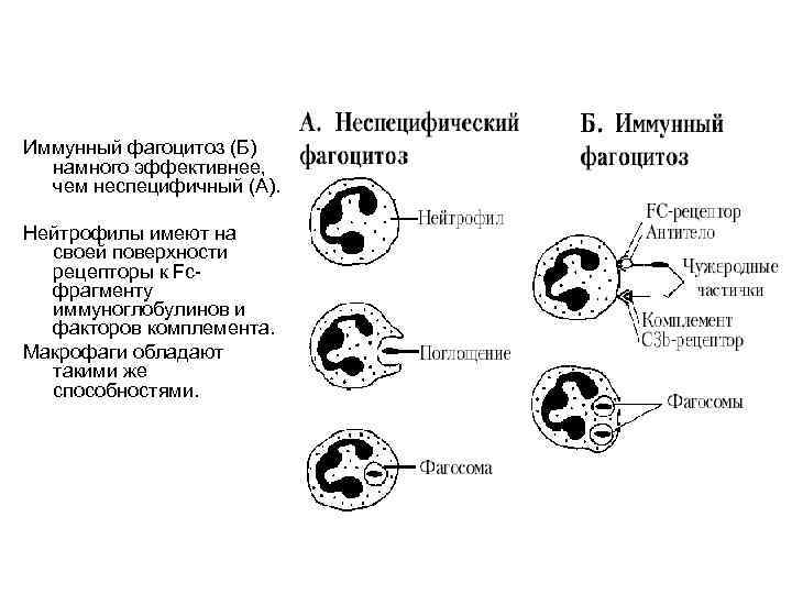 Иммунный фагоцитоз (Б) намного эффективнее, чем неспецифичный (А). Нейтрофилы имеют на своей поверхности рецепторы