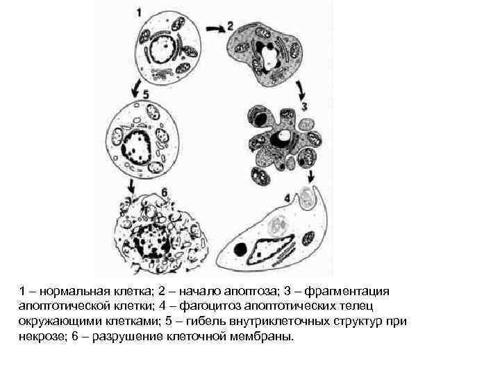 1 – нормальная клетка; 2 – начало апоптоза; 3 – фрагментация апоптотической клетки; 4