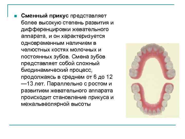 n Сменный прикус представляет более высокую степень развития и дифференцировки жевательного аппарата, и он