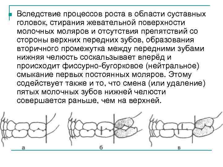 n Вследствие процессов роста в области суставных головок, стирания жевательной поверхности молочных моляров и