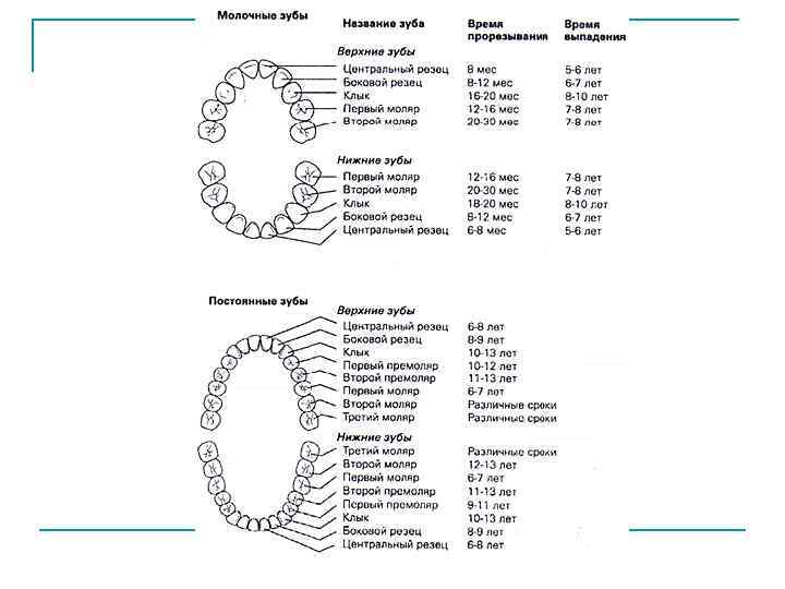 Молочные зубы схема. Зубы у детей схема прорезывания постоянных зубов. Сроки прорезывания постоянных зубов у детей таблица. Зубная формула молочных зубов схема. Зубные формулы прорезывания постоянных зубов.
