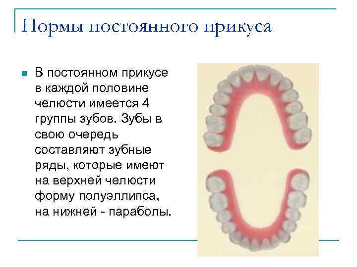 Нормы постоянного прикуса n В постоянном прикусе в каждой половине челюсти имеется 4 группы