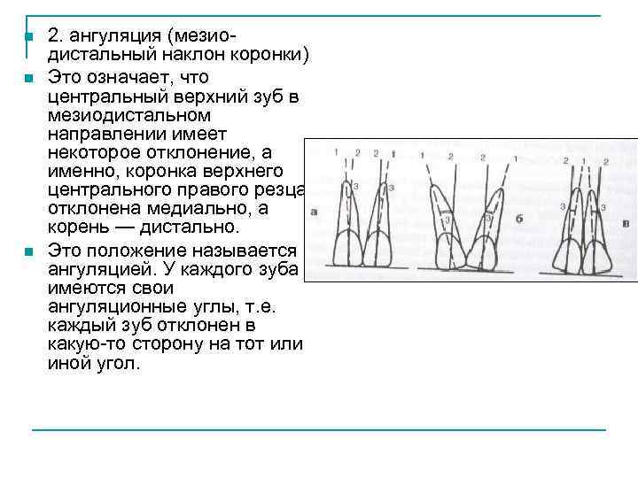 n n n 2. ангуляция (мезиодистальный наклон коронки) Это означает, что центральный верхний зуб