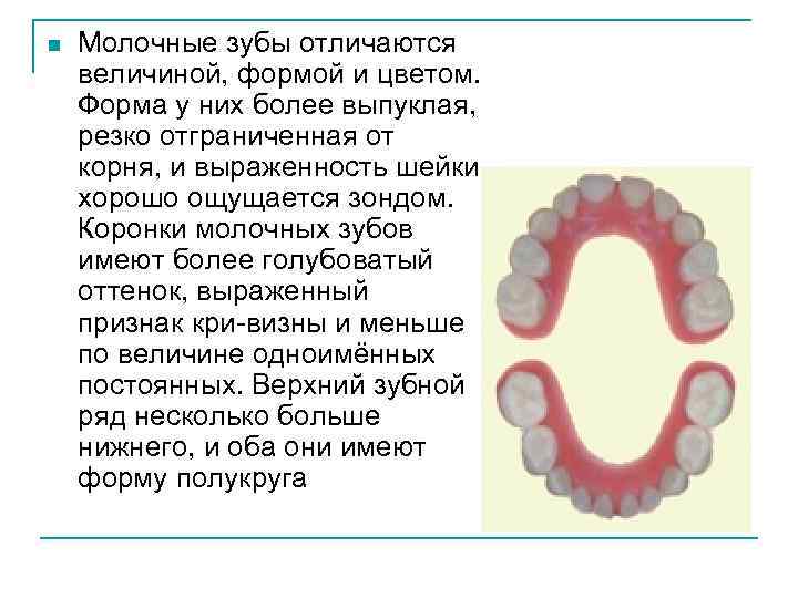 Чем отличаются зубы