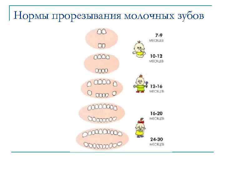 Нормы прорезывания молочных зубов 