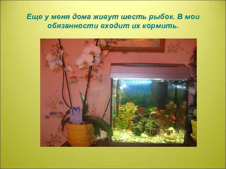Еще у меня дома живут шесть рыбок. В мои обязанности входит их кормить. 