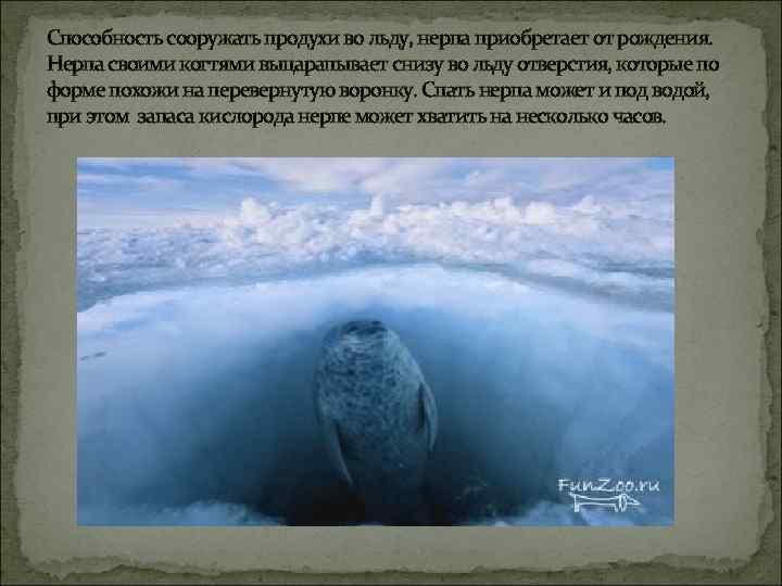 Способность сооружать продухи во льду, нерпа приобретает от рождения. Нерпа своими когтями выцарапывает снизу