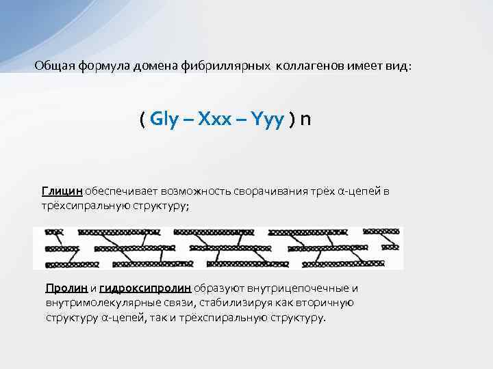 Общая формула домена фибриллярных коллагенов имеет вид: ( Gly – Xxx – Yyy )