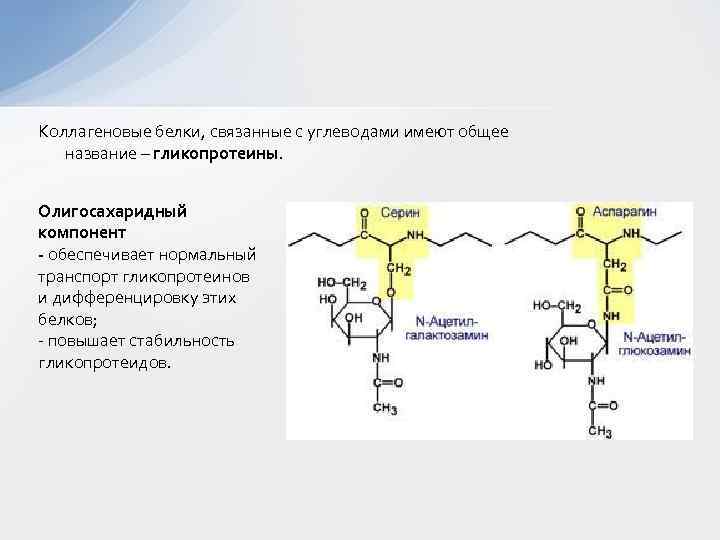  Коллагеновые белки, связанные с углеводами имеют общее название – гликопротеины. Олигосахаридный компонент -