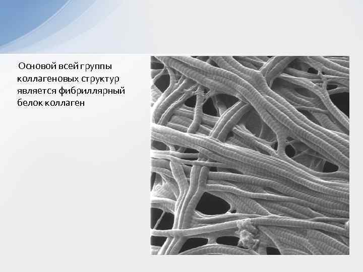  Основой всей группы коллагеновых структур является фибриллярный белок коллаген 