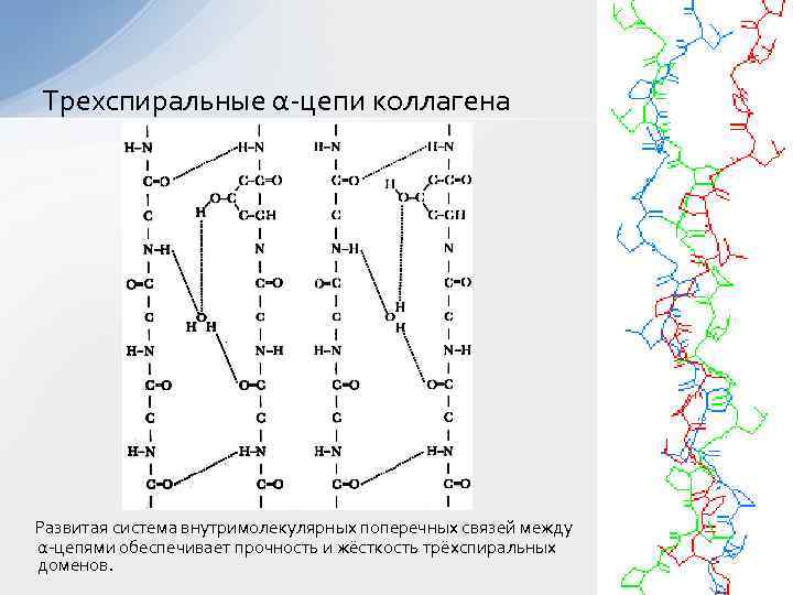 Трехспиральные α-цепи коллагена Развитая система внутримолекулярных поперечных связей между α-цепями обеспечивает прочность и жёсткость