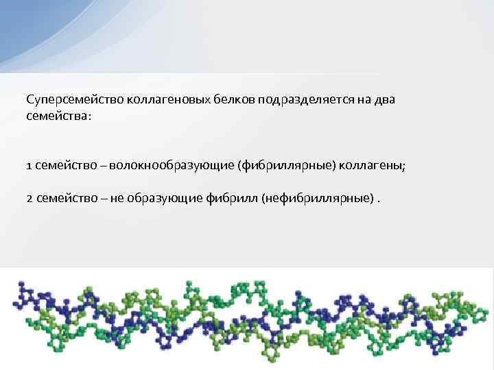 Суперсемейство коллагеновых белков подразделяется на два семейства: 1 семейство – волокнообразующие (фибриллярные) коллагены; 2