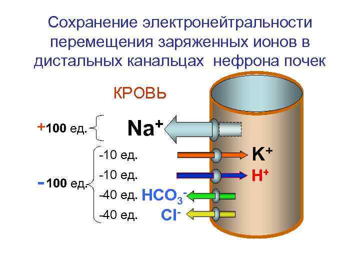 Сохранение электронейтральности перемещения заряженных ионов в дистальных канальцах нефрона почек КРОВЬ +100 ед. Na+