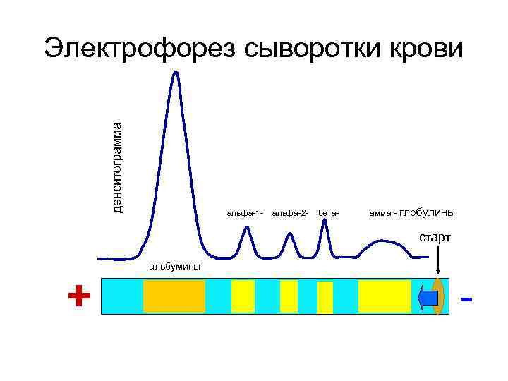 Разделение белков сыворотки крови методом электрофореза. Электрофорез белков плазмы крови. Белковые фракции методом электрофореза. Электрофорез белки плащмы крови. Электрофореграмма сыворотки крови.