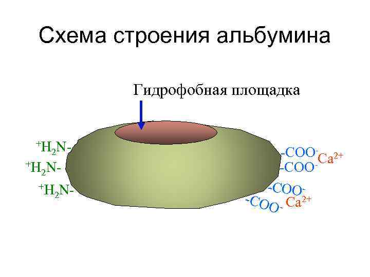 Схема строения альбумина Гидрофобная площадка +Н +Н 2 N- -СОО-Са 2+ -СОО -СО -