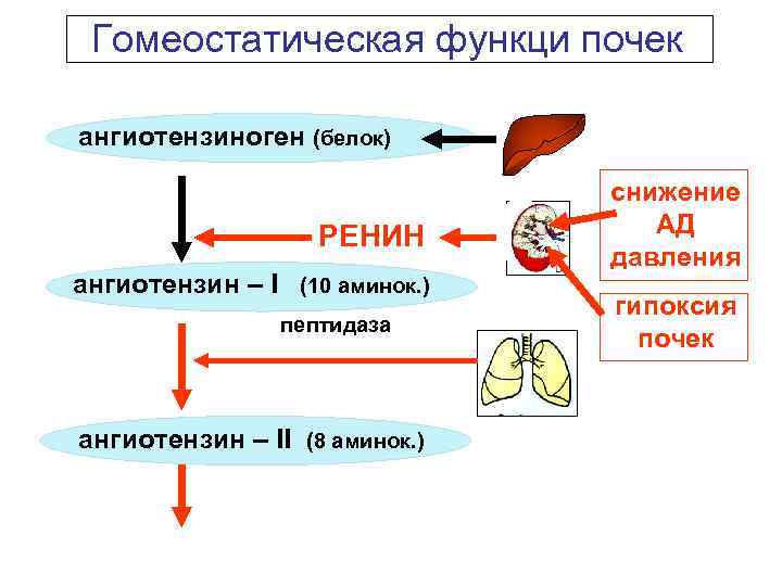 Гомеостатическая функци почек ангиотензиноген (белок) РЕНИН ангиотензин – I (10 аминок. ) пептидаза ангиотензин