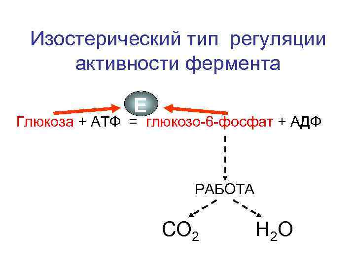 Изостерический тип регуляции активности фермента Е Глюкоза + АТФ = глюкозо-6 -фосфат + АДФ