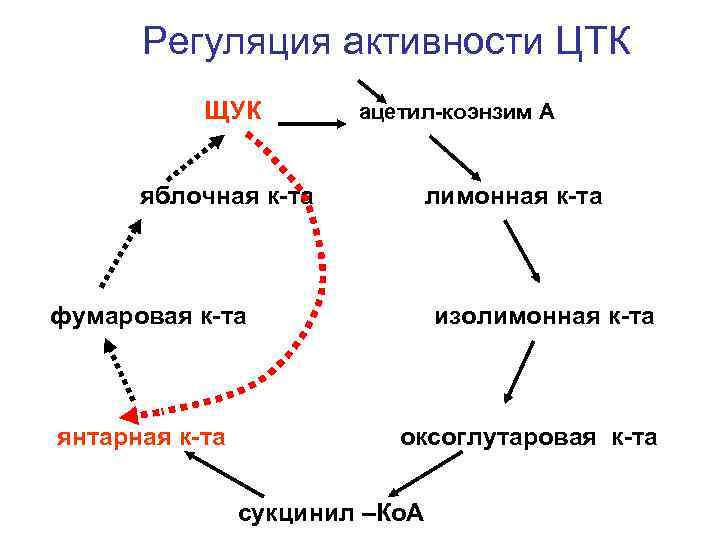 Регуляция активности ЦТК ЩУК ацетил-коэнзим А яблочная к-та лимонная к-та фумаровая к-та янтарная к-та