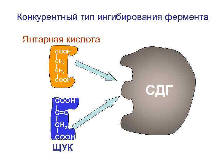 Конкурентный тип ингибирования фермента Янтарная кислота СООН СН 2 СООН С=О СН 2 СООН