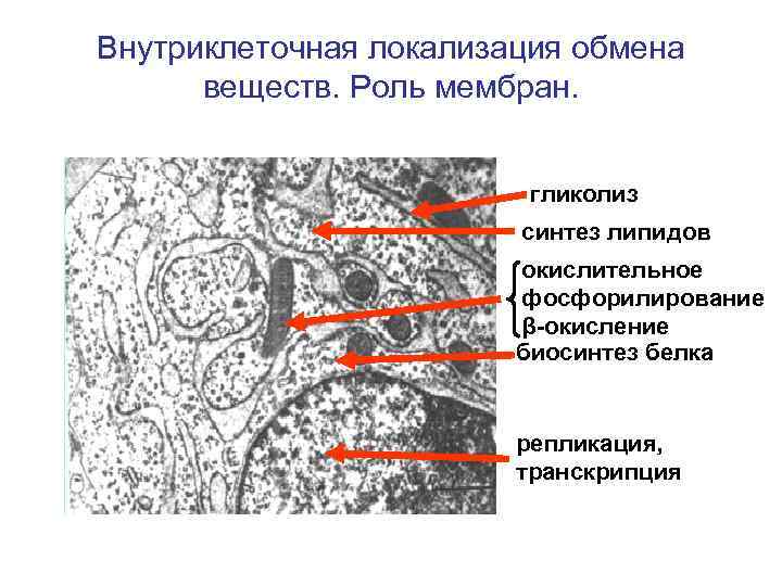 Внутриклеточная локализация обмена веществ. Роль мембран. гликолиз синтез липидов окислительное фосфорилирование β-окисление биосинтез белка