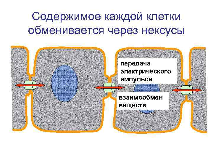 Содержимое каждой клетки обменивается через нексусы передача электрического импульса взаимообмен веществ 