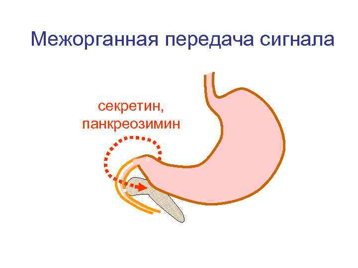 Межорганная передача сигнала секретин, панкреозимин 