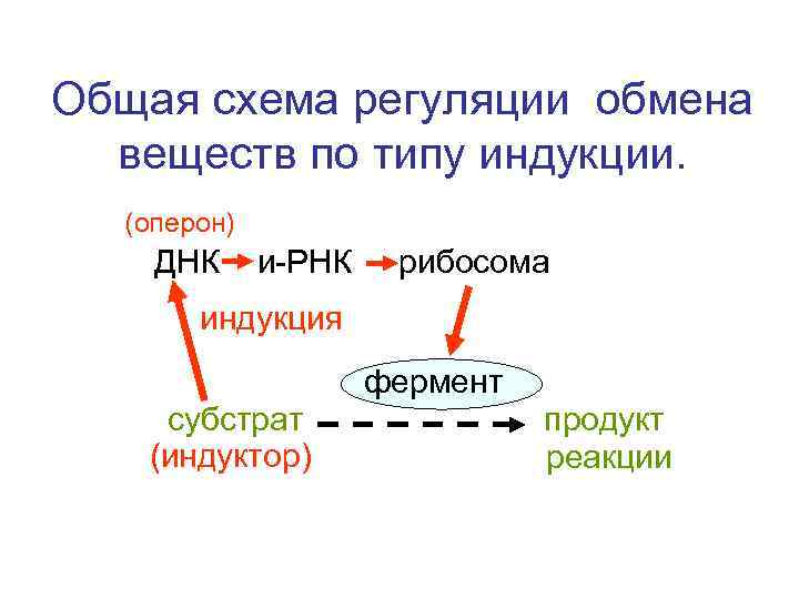 Общая схема регуляции обмена веществ по типу индукции. (оперон) ДНК и-РНК рибосома индукция фермент