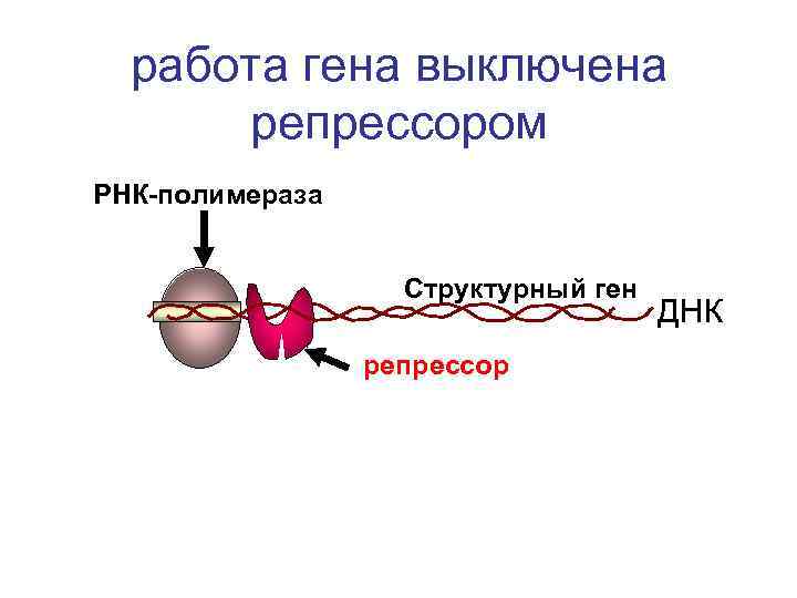 работа гена выключена репрессором РНК-полимераза Структурный ген репрессор ДНК 