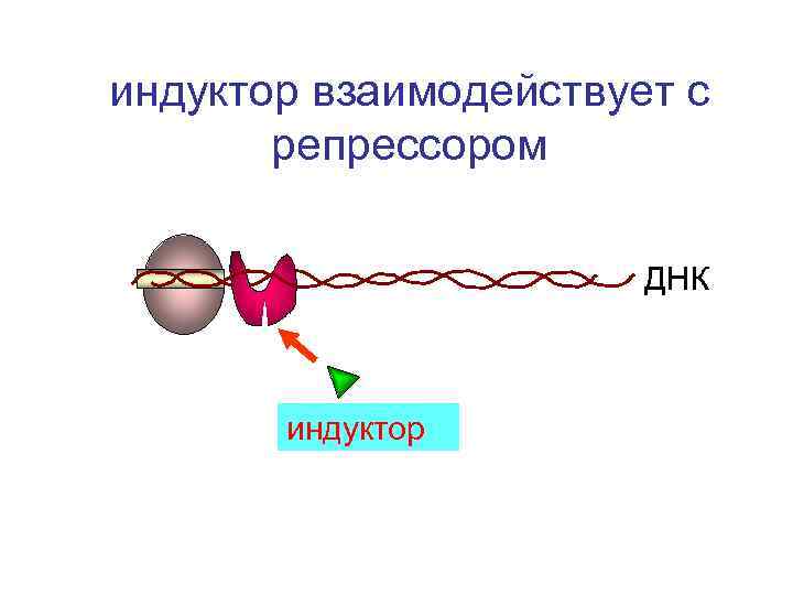 индуктор взаимодействует с репрессором ДНК индуктор 