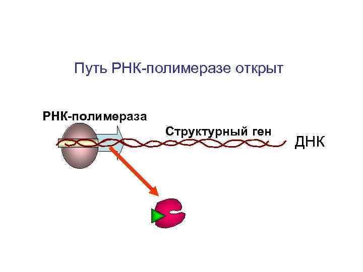 Рнк полимераза это белок