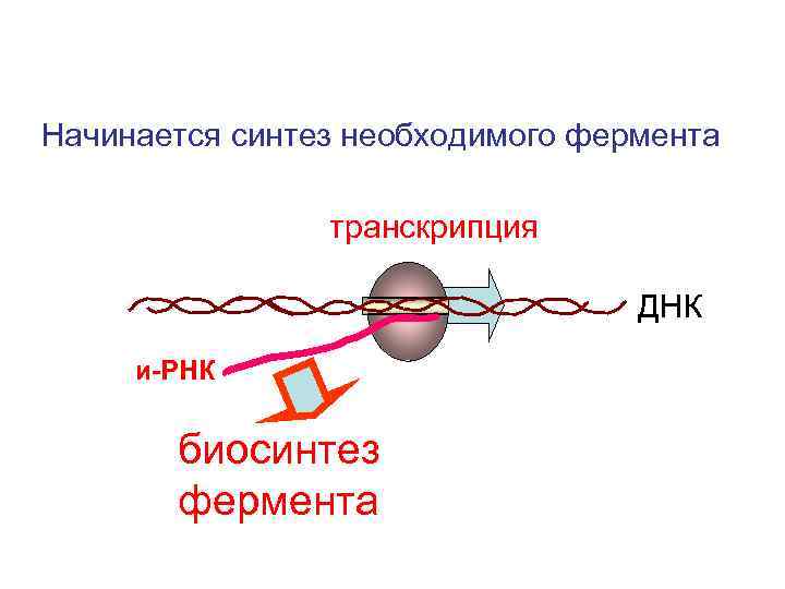 Начинается синтез необходимого фермента транскрипция ДНК и-РНК биосинтез фермента 