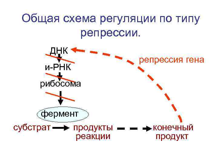 Общая схема регуляции по типу репрессии. ДНК и-РНК репрессия гена рибосома фермент субстрат продукты