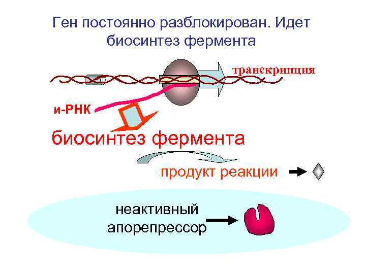 Ген постоянно разблокирован. Идет биосинтез фермента транскрипция и-РНК биосинтез фермента продукт реакции неактивный апорепрессор