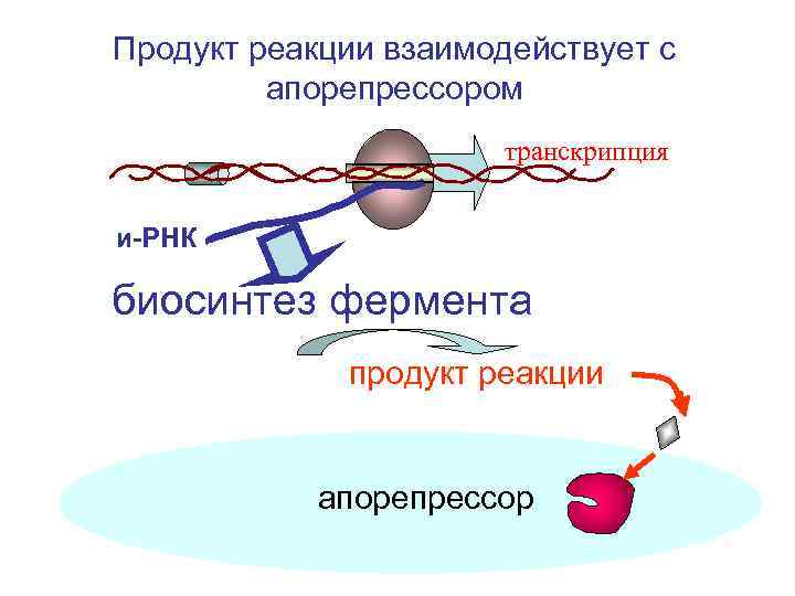 Продукт реакции взаимодействует с апорепрессором транскрипция и-РНК биосинтез фермента продукт реакции апорепрессор 