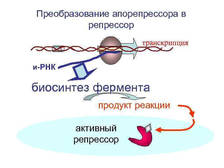 Преобразование апорепрессора в репрессор транскрипция и-РНК биосинтез фермента продукт реакции активный репрессор 