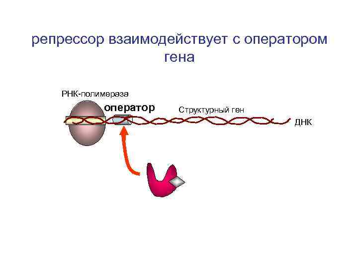 репрессор взаимодействует с оператором гена РНК-полимераза оператор Структурный ген ДНК 