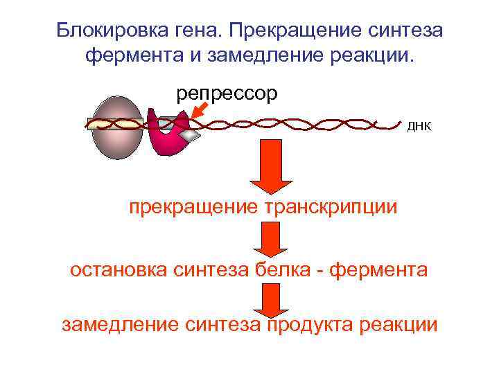 Блокировка гена. Прекращение синтеза фермента и замедление реакции. репрессор ДНК прекращение транскрипции остановка синтеза