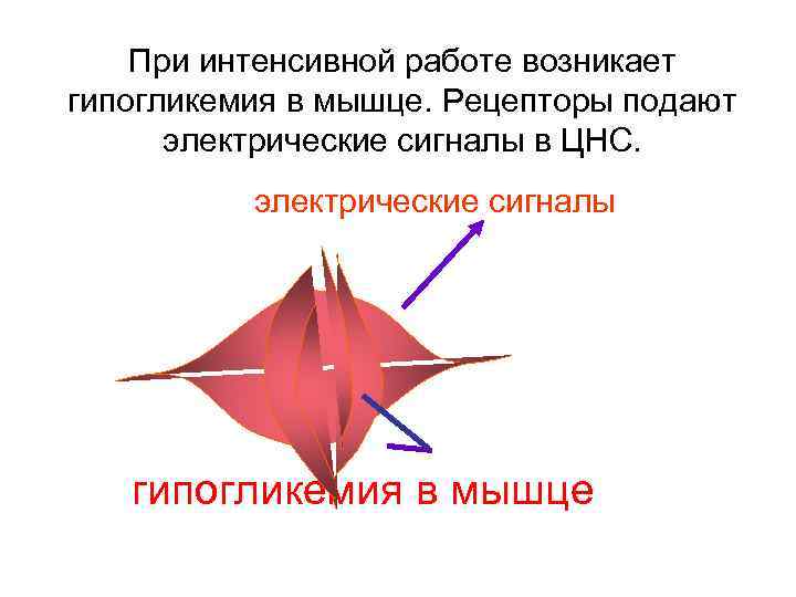 При интенсивной работе возникает гипогликемия в мышце. Рецепторы подают электрические сигналы в ЦНС. электрические